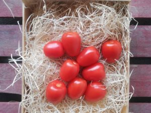 Tomate Roma pour Coulis (caisse 9 Kg)
