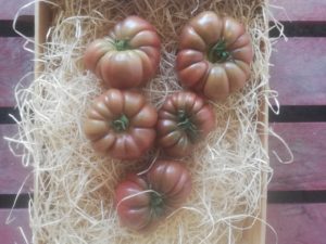 Tomate Noir de Crimée Pleine terre(Kg)