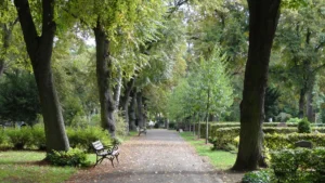 Une allée arborée et paisible avec un banc dans un cimetière à Dijon, illustrant un espace de vie et de nature.