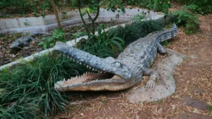 Lille : un crocodile géant au cœur du nouveau square Gavarni