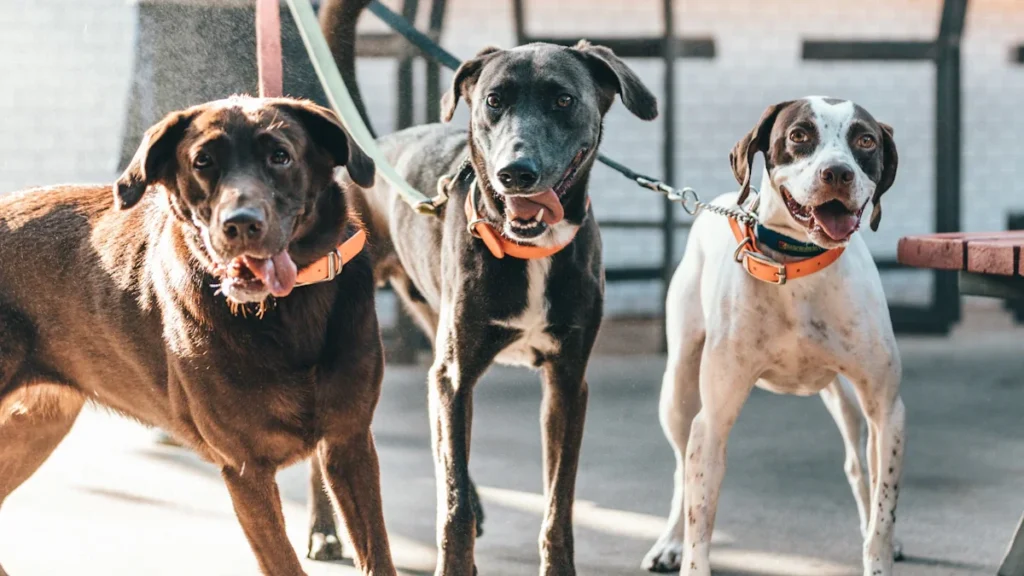Trois chiens en laisse, prêts pour une adoption dans un refuge animalier.