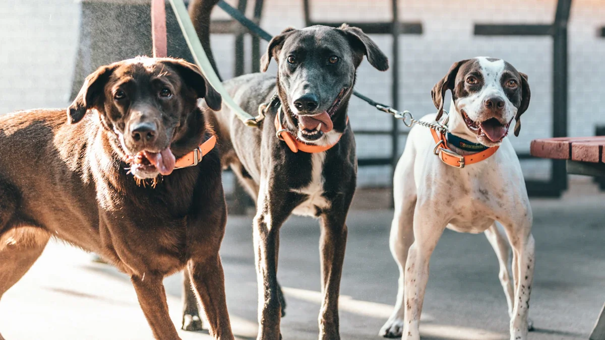 Trois chiens en laisse, prêts pour une adoption dans un refuge animalier.