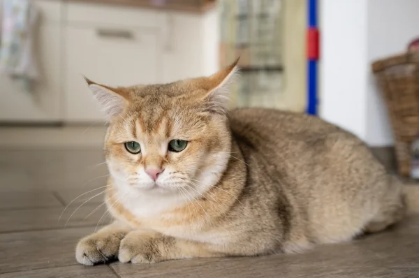 À Montpellier, la SPA saturée appelle à adopter