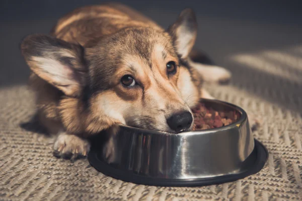 À Montpellier, la SPA saturée appelle à adopter