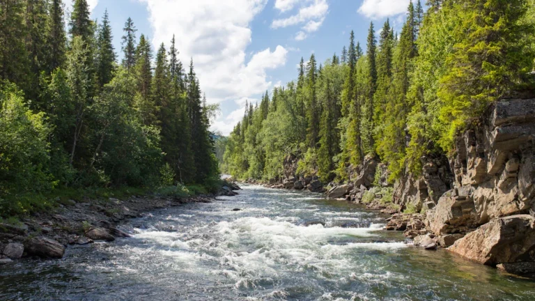 Rivière sauvage bordée d'une forêt de conifères sous un ciel nuageux, évoquant le paysage lituanien.