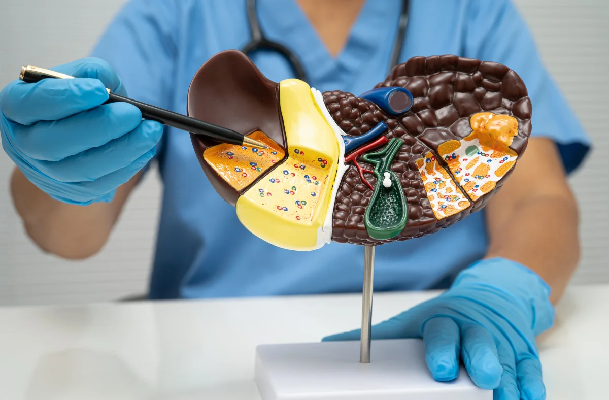 Un médecin en gants bleus pointe un stylo vers un modèle anatomique détaillé du foie humain.