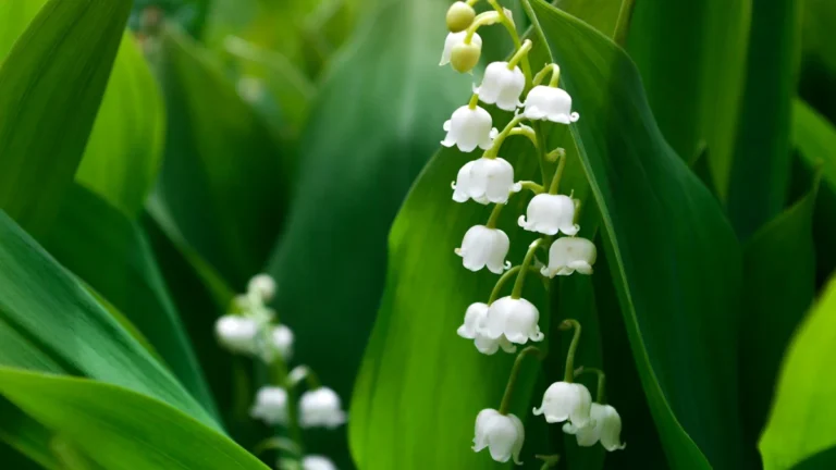 Photographie macro de clochettes de muguet blanc sur fond de feuilles vertes printanières.