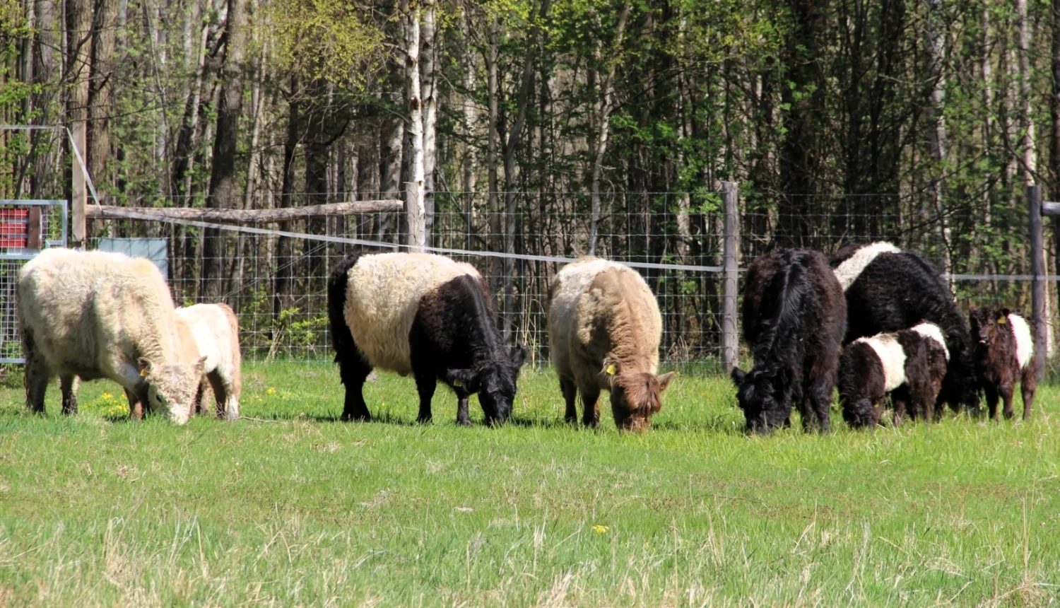 Un troupeau de vaches colorées broute paisiblement dans un champ vert devant une forêt dense.