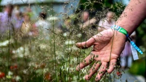 Gros plan d'une main touchant délicatement des herbes hautes et des fleurs dans un parc.