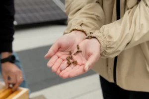 Plusieurs abeilles marchent sur les mains ouvertes d'une personne portant une veste beige claire.
