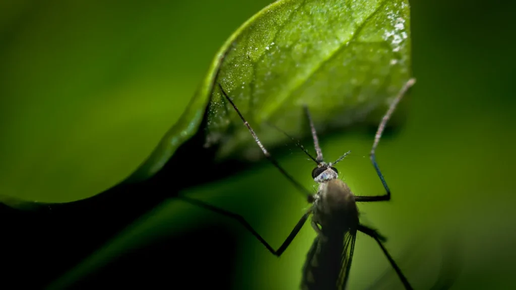 Gros plan macro d'un moustique posé sur une feuille verte dans un jardin.