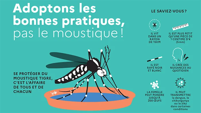Lyon : les réflexes essentiels pour neutraliser le moustique tigre