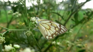Un papillon aux ailes blanches et jaunes avec des motifs noirs complexes posé sur de petites fleurs blanches.