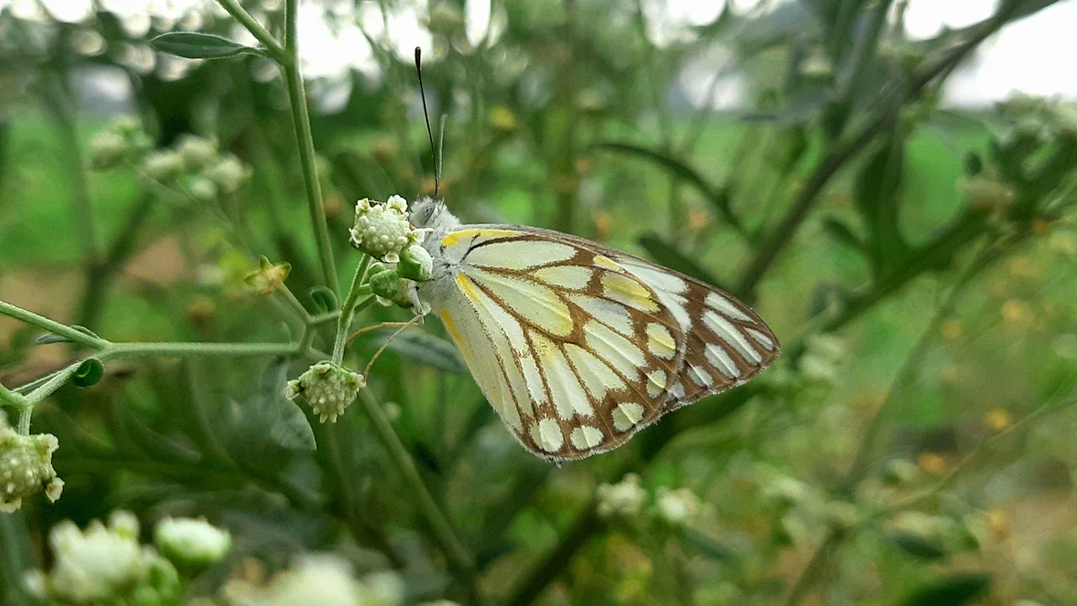 Un papillon aux ailes blanches et jaunes avec des motifs noirs complexes posé sur de petites fleurs blanches.