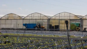 Un tracteur jaune devant des serres agricoles avec des rangées de jeunes plants au premier plan.