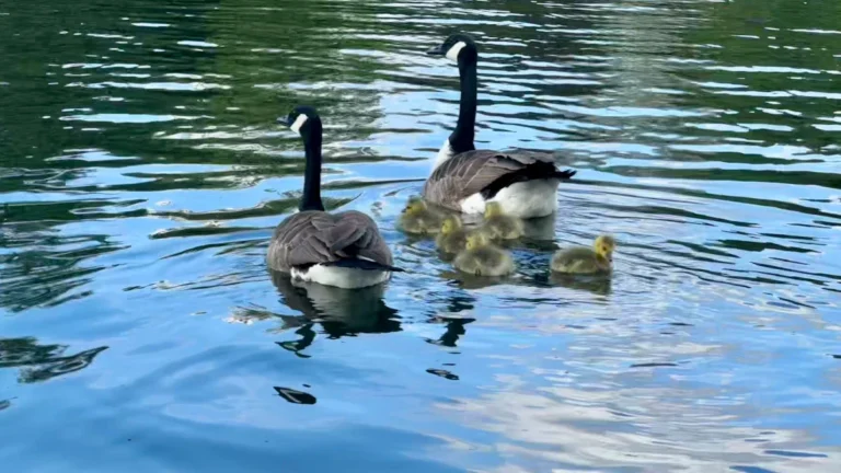 Un couple de bernaches du Canada nageant paisiblement avec leurs oisons sur une eau bleue calme.