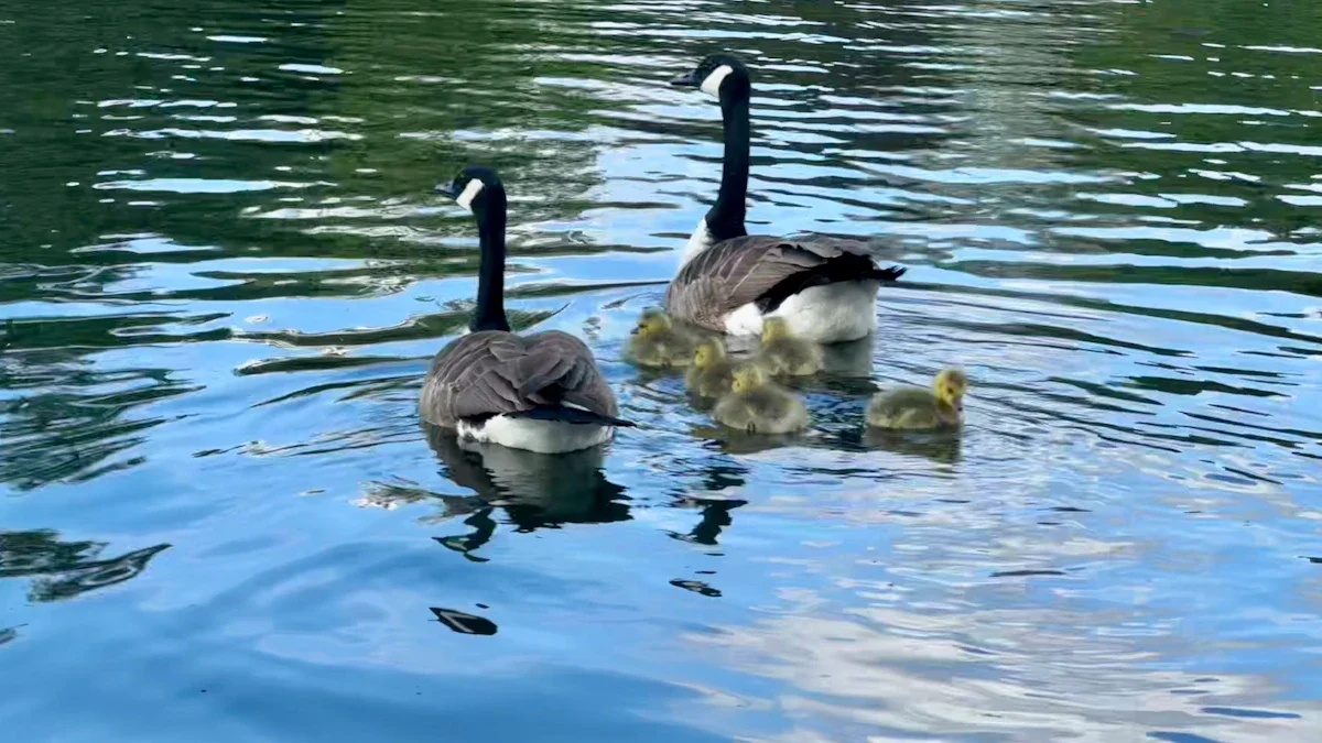 Un couple de bernaches du Canada nageant paisiblement avec leurs oisons sur une eau bleue calme.