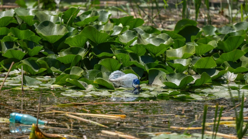 Bouteille en plastique flottant parmi les nénuphars sur une rivière polluée.