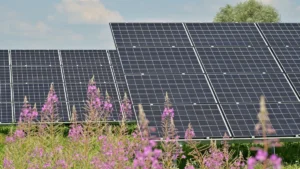 Panneaux solaires installés dans un champ de fleurs sauvages mauves sous un ciel d'été clair.