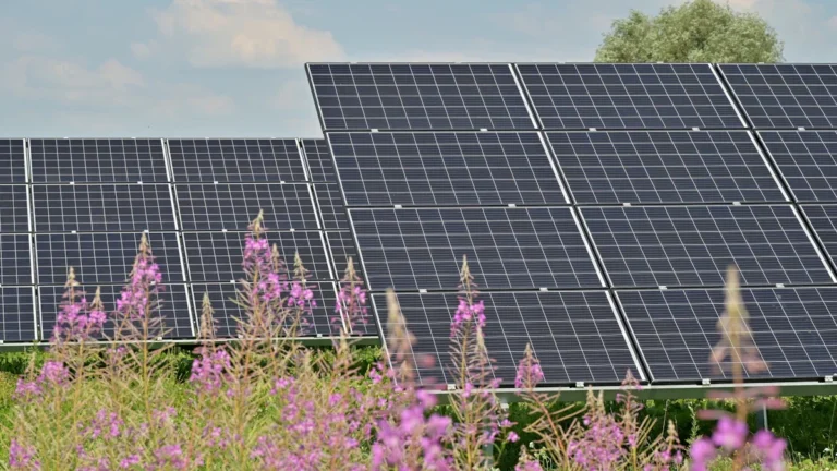 Panneaux solaires installés dans un champ de fleurs sauvages mauves sous un ciel d'été clair.