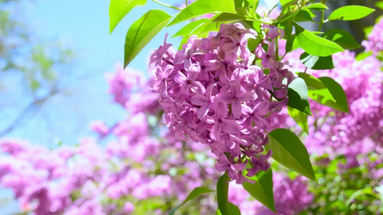 Grappe de lilas mauves en pleine floraison sous un ciel bleu azur à Vitry-sur-Seine.