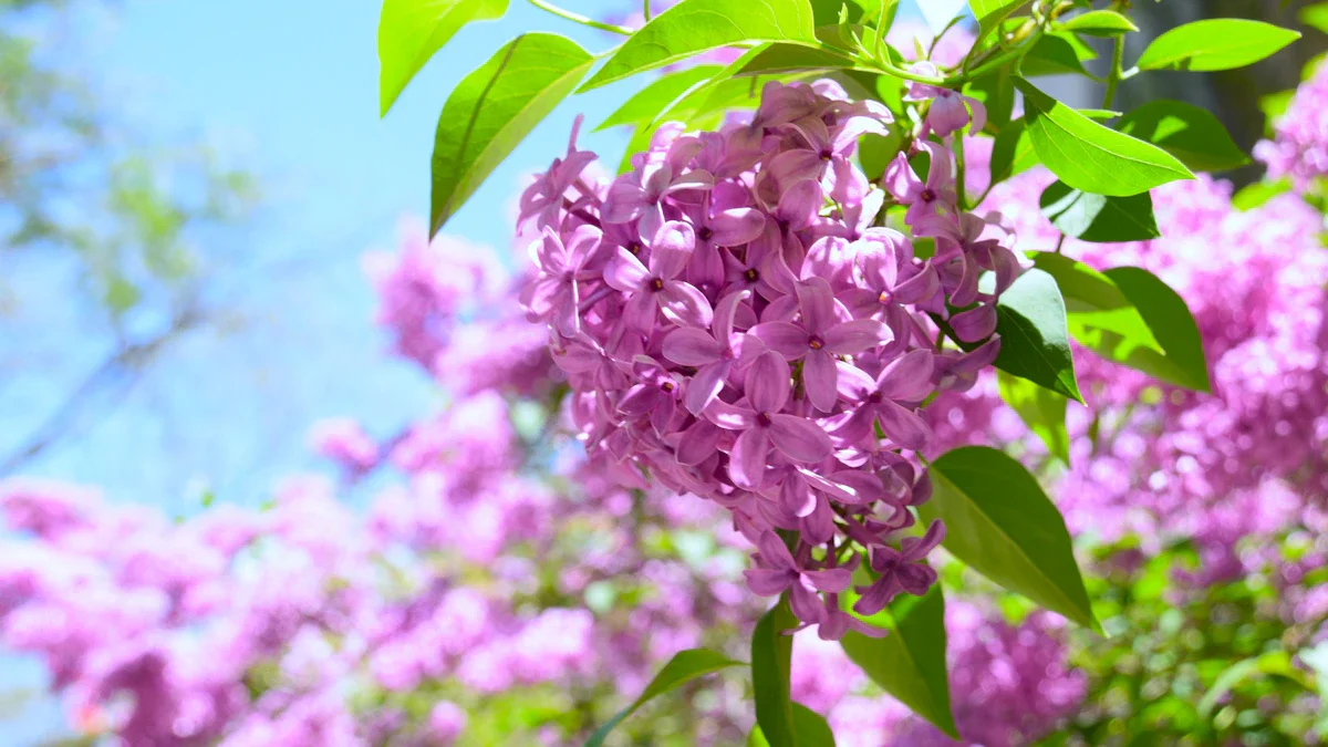 Grappe de lilas mauves en pleine floraison sous un ciel bleu azur à Vitry-sur-Seine.