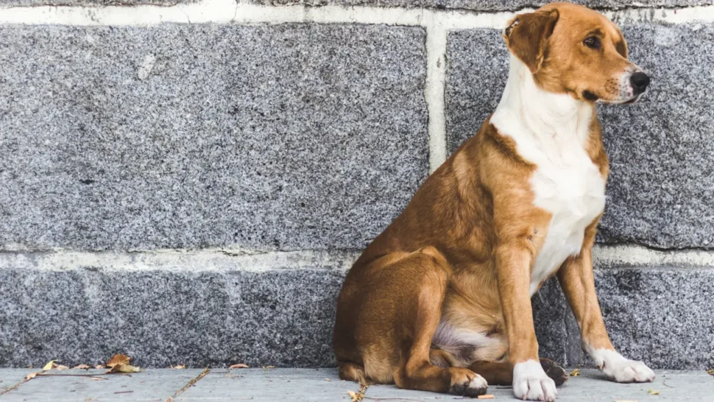 Un chien brun et blanc assis seul contre un mur en béton gris.