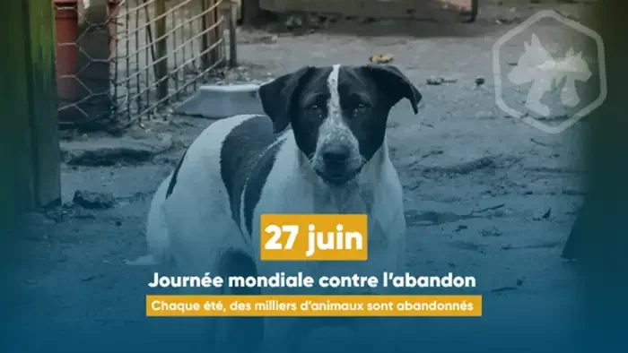 À Lyon, les vacances d’été posent un piège aux animaux