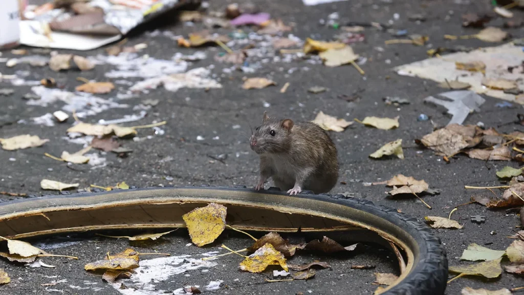 Un rat brun se tient sur un pneu de vélo abandonné au milieu des feuilles.