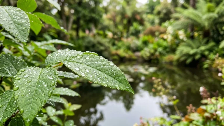 Caen : Jardins d’eau, exposition gratuite cet été