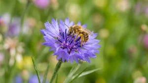 Une abeille couverte de pollen butine une fleur de bleuet aux pétales violets éclatants.