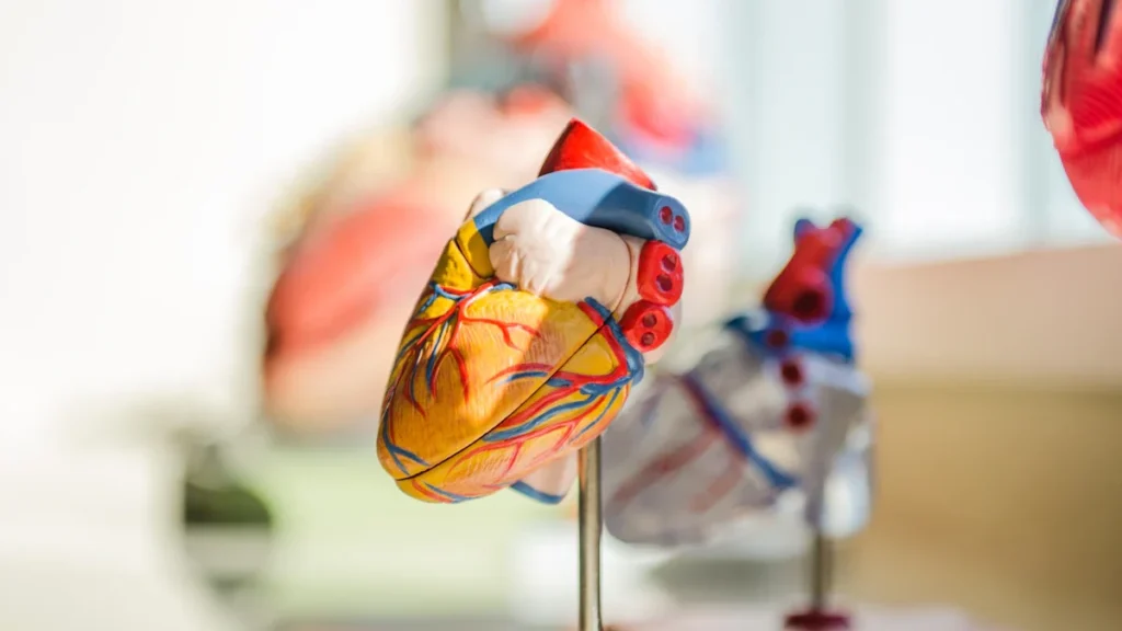 Un modèle anatomique de cœur humain utilisé pour l'éducation médicale à Saint-Étienne.