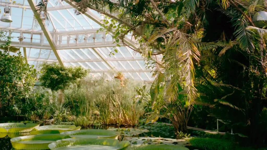 Serre botanique avec des nénuphars géants dans un bassin verdoyant.