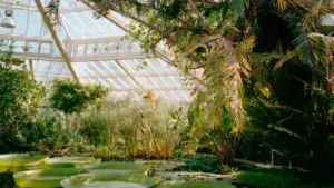 Serre botanique avec des nénuphars géants dans un bassin verdoyant.