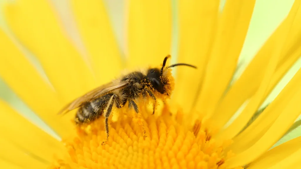 Une abeille butinant le cœur d'un grand tournesol jaune éclatant.