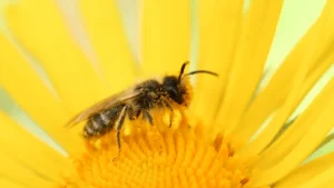 Une abeille butinant le cœur d'un grand tournesol jaune éclatant.