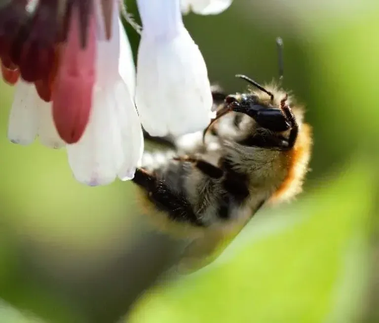 À Brest, une butineuse séduit les votants du concours nature