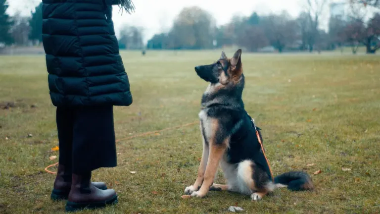 À Montreuil, des cours gratuits pour mieux vivre avec son chien: ce qu’il faut retenir