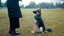 À Montreuil, des cours gratuits pour mieux vivre avec son chien: ce qu'il faut retenir