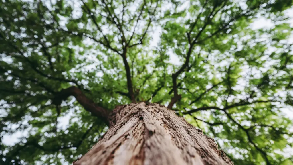 Une vue en contre-plongée spectaculaire d'un arbre majestueux aux feuilles vertes éclatantes.