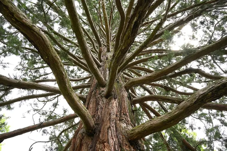 À Nice, « L’intelligence des arbres » projeté gratuitement