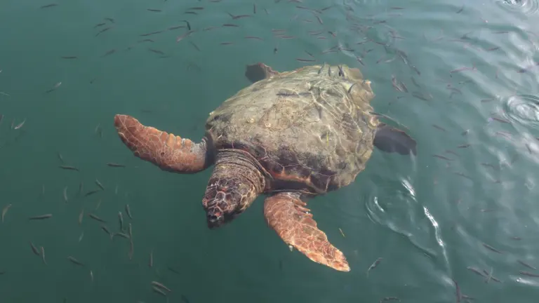 À Toulon, ce nid de tortue exige cinq réflexes