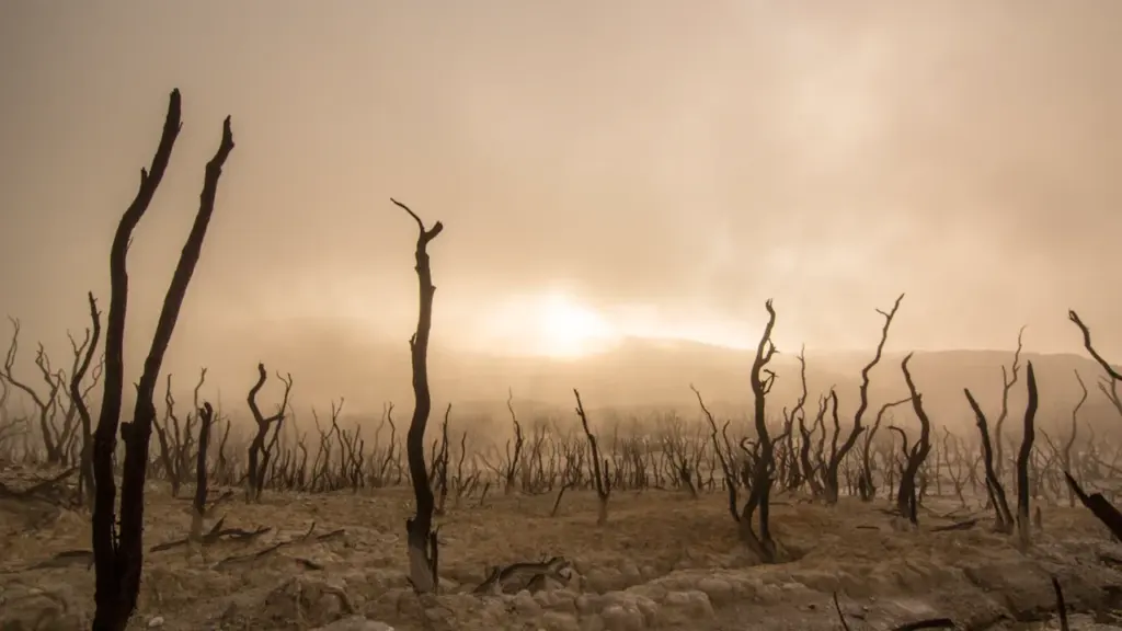 Paysage désolé avec des arbres brûlés sous une lumière de fin de journée brumeuse.