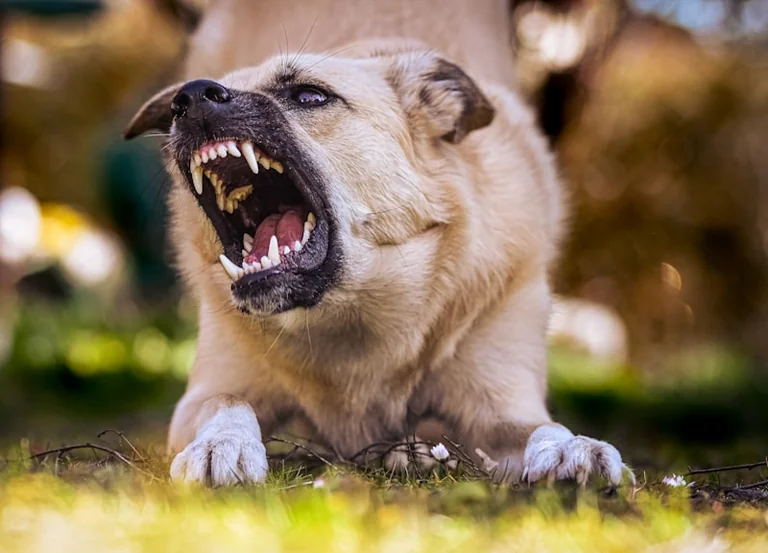Animal en détresse à Draguignan : le geste à éviter d’abord